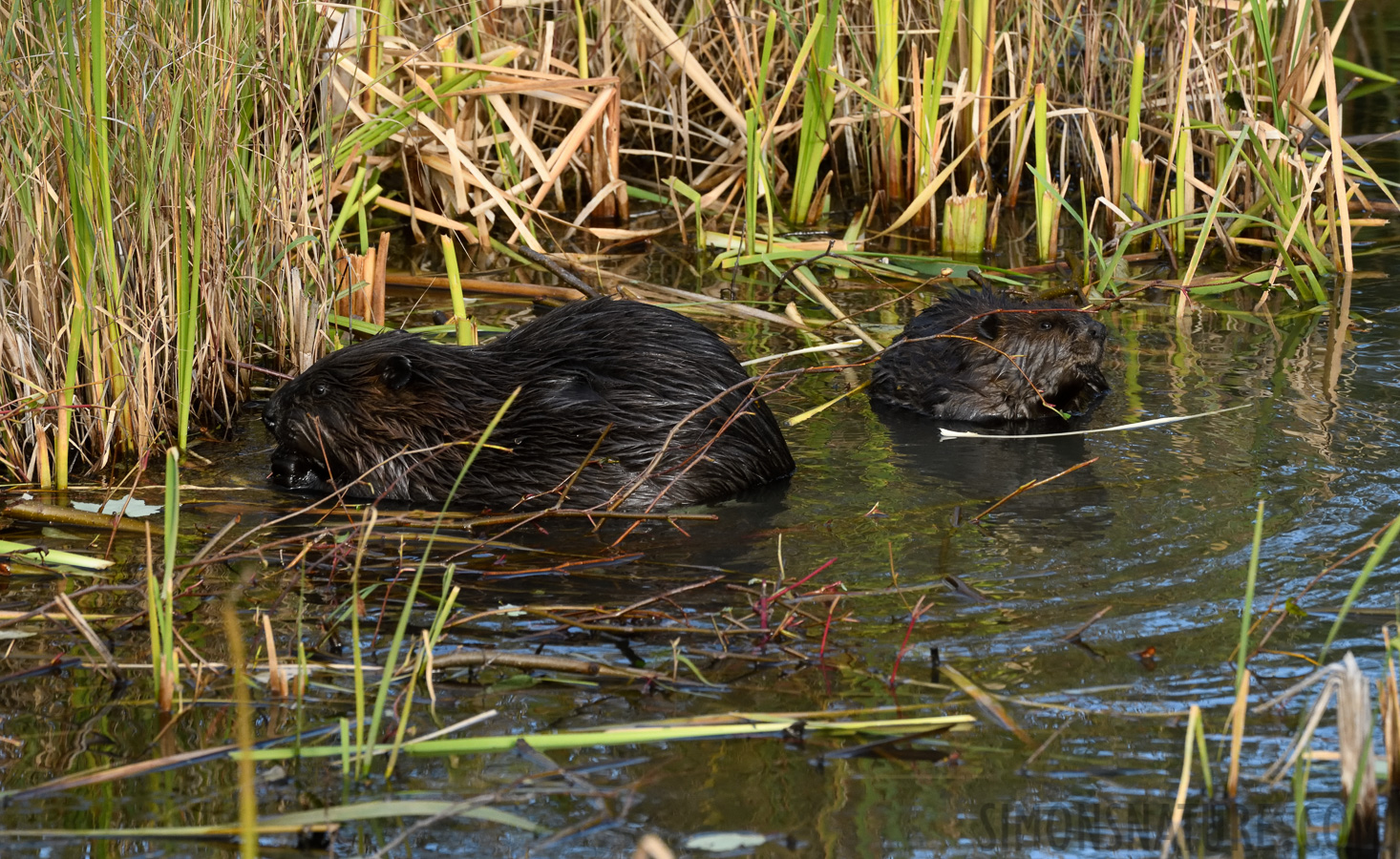 Castor canadensis [400 mm, 1/800 sec at f / 9.0, ISO 1600]